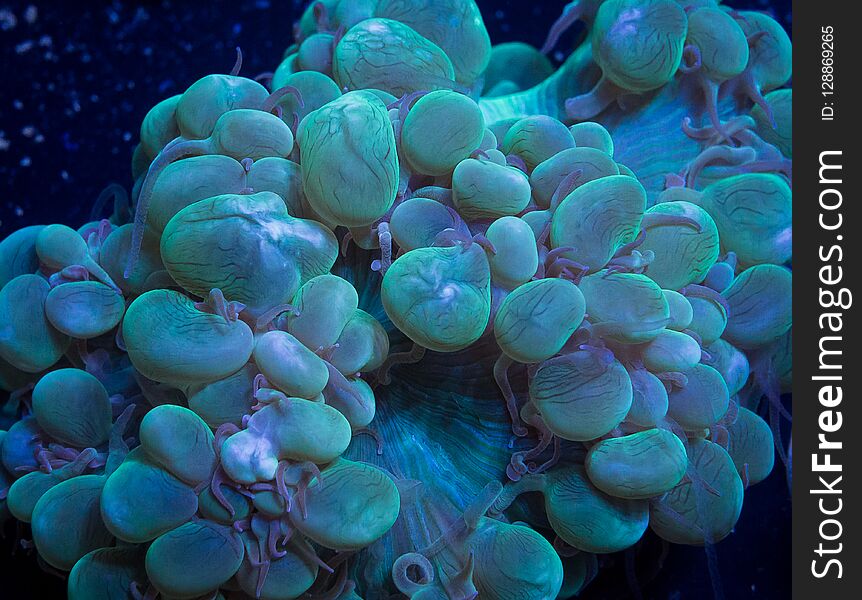 Detailed macro shot of bubble coral, plerogyra, fully extended into the current to catch food. Housed in a captive reef aquarium system. Detailed macro shot of bubble coral, plerogyra, fully extended into the current to catch food. Housed in a captive reef aquarium system.