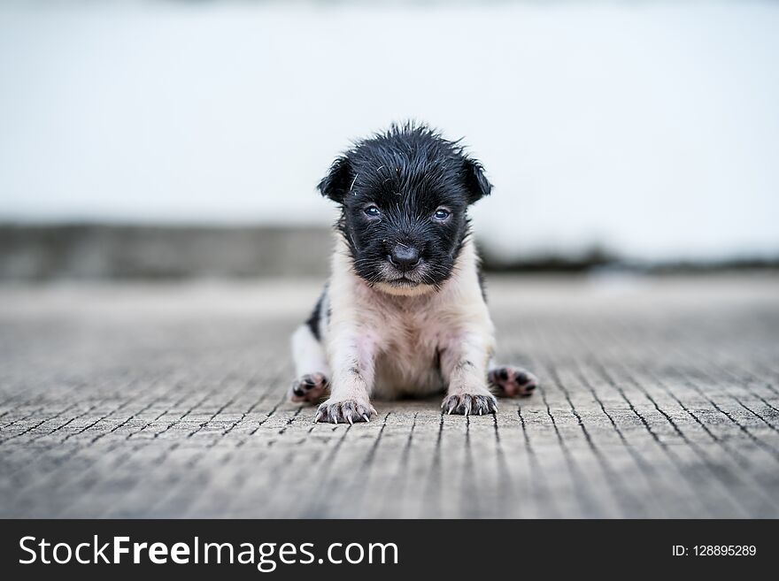 Black and white stray puppy sitting on the street