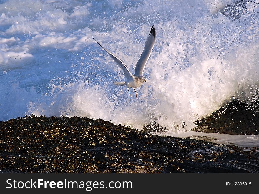 A seagull takes off from a rocky shore amidst breaking waves and splashes of water. A seagull takes off from a rocky shore amidst breaking waves and splashes of water.