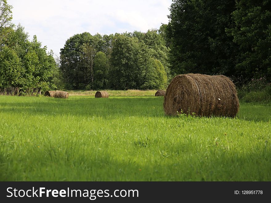Grassland, Pasture, Field, Farm