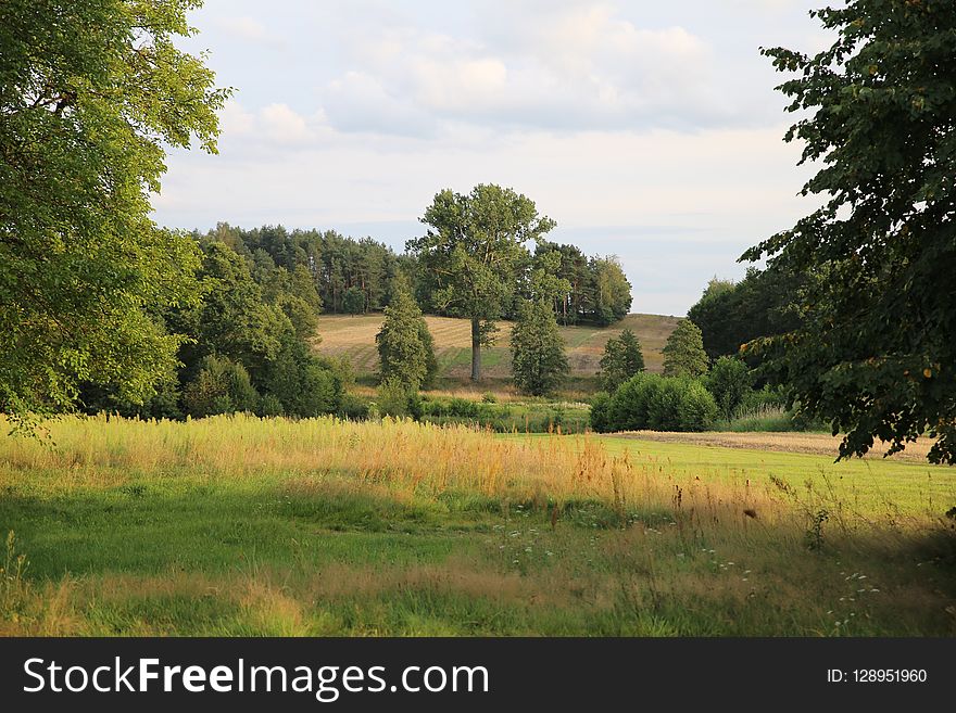 Grassland, Pasture, Nature, Vegetation