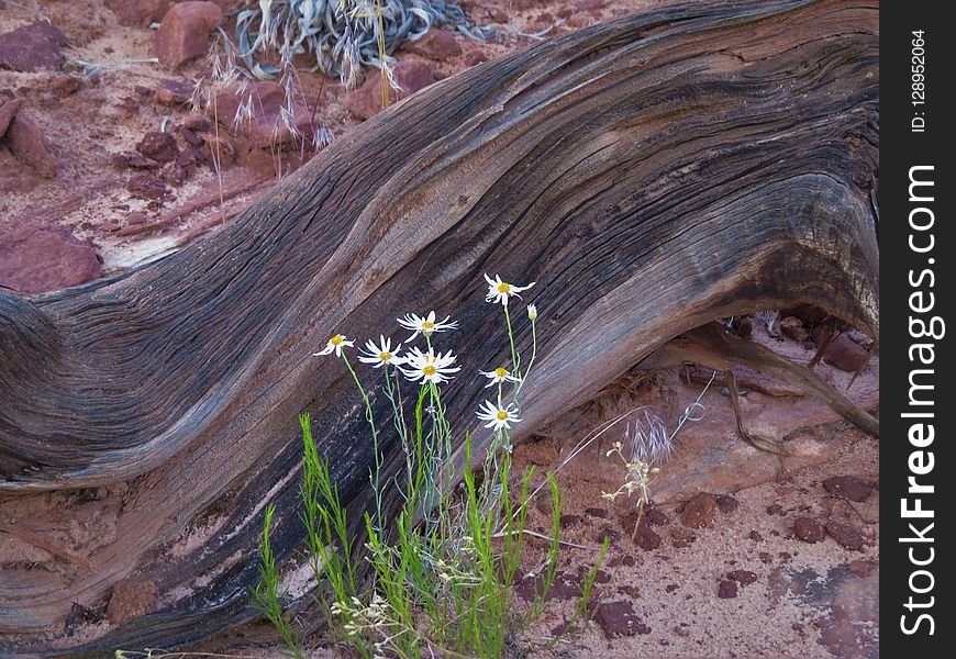 Rock, Geology, Tree, Bedrock