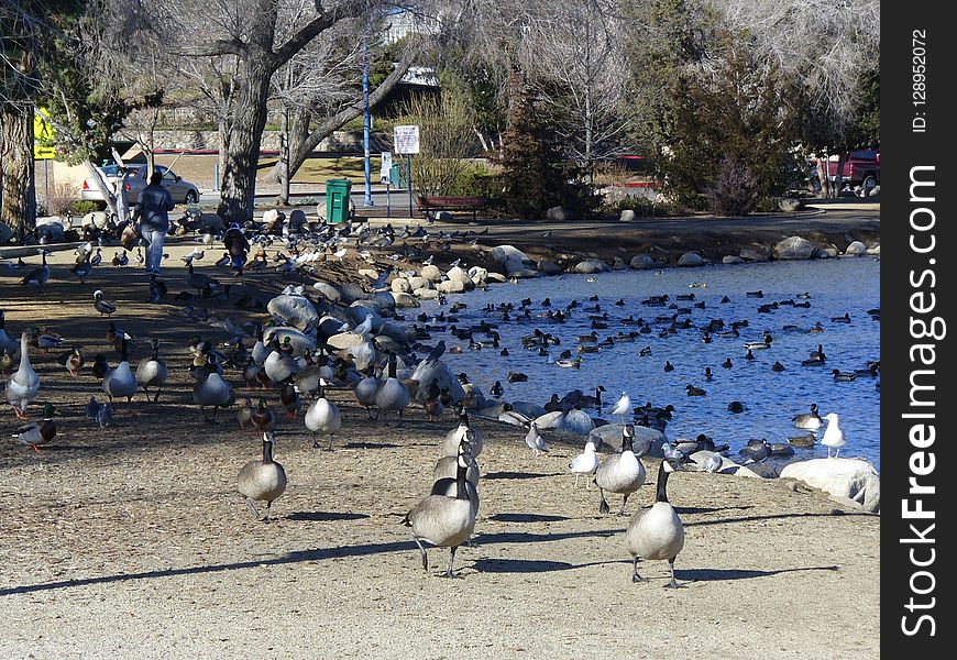 Water, Bird, Water Bird, Tree