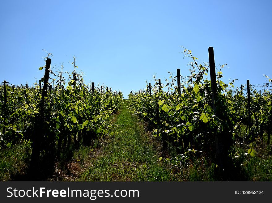 Agriculture, Sky, Vineyard, Vegetation