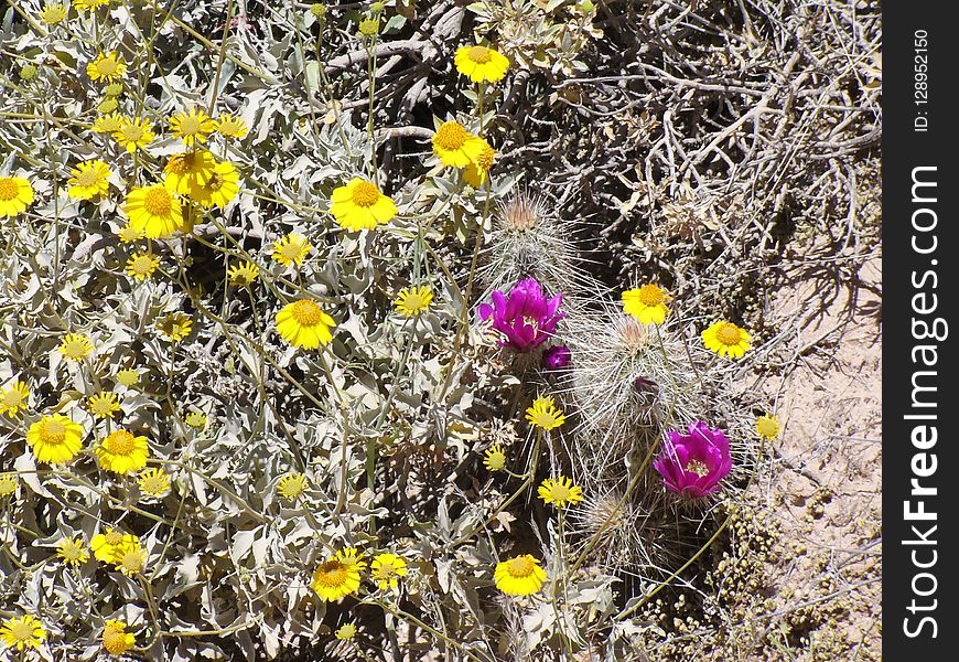 Flower, Flora, Plant, Yellow