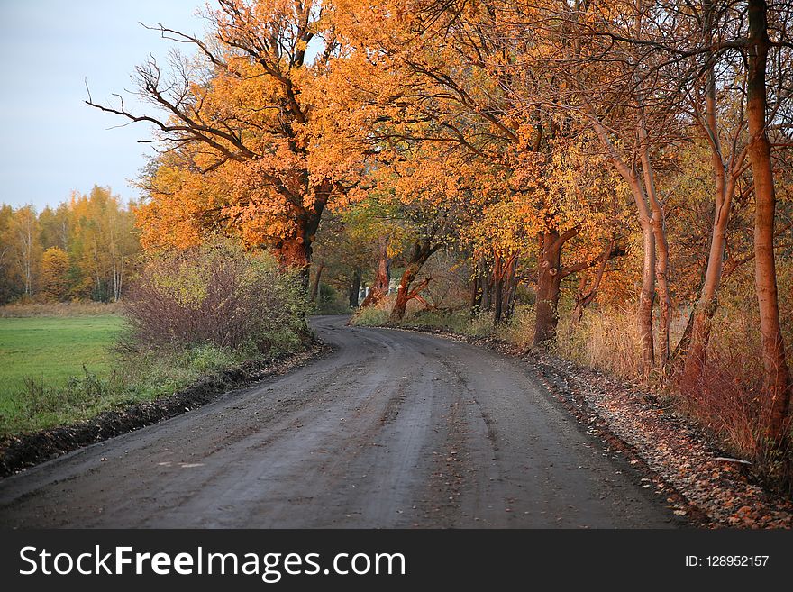 Road, Path, Nature, Leaf