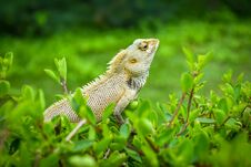 Garden Lizard Roaming In India Stock Photography Garden Lizard Roaming In India Stock Photography