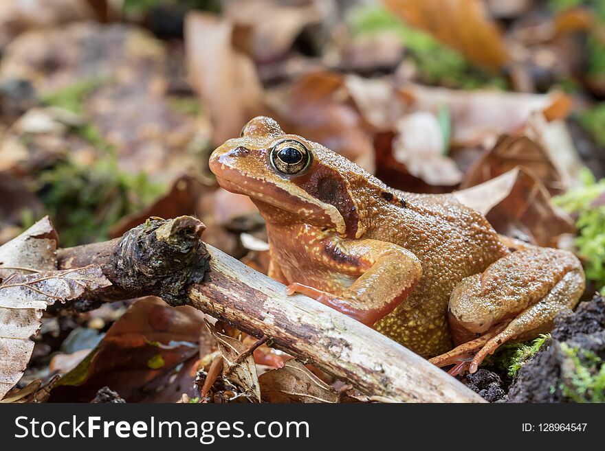 Closeup Of An Agile Frog - Rana Dalmatina