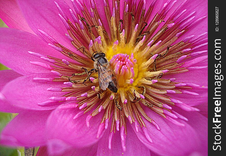 Detail of a full-color fuchsia lotus flower with a small bee working