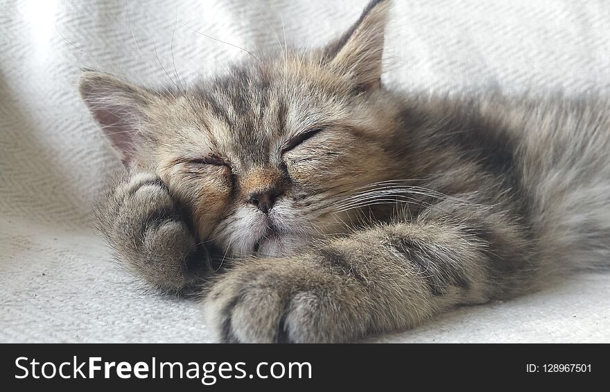 Exotic shorthair kitten napping on a sofa in a curious posture. Close-up of a cat. Exotic shorthair kitten napping on a sofa in a curious posture. Close-up of a cat.