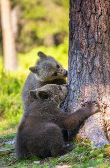 Free Cubs Of Brown Bear In Natural Habitat. Stock Photography - 128989602