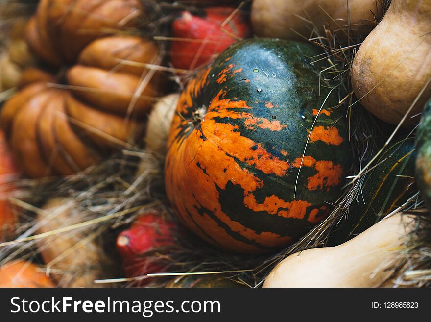 Bright autumn harvest of ripe pumpkins on the dried grass. October and Thanksgiving, the holiday of Halloween and beautiful decorations in the design. Soft focus and beautiful bokeh.