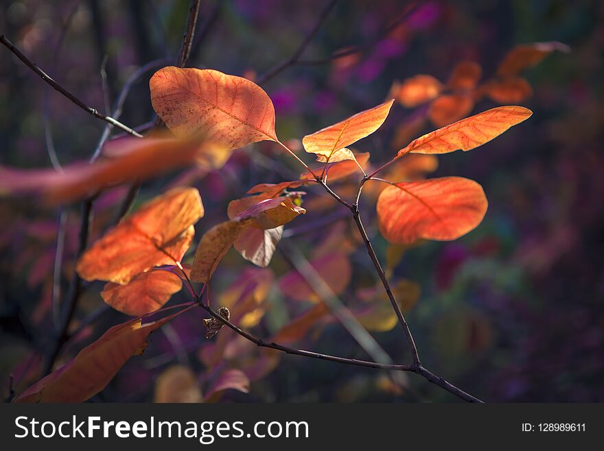 Vibrant colors of autumnal leaves. Vibrant colors of autumnal leaves