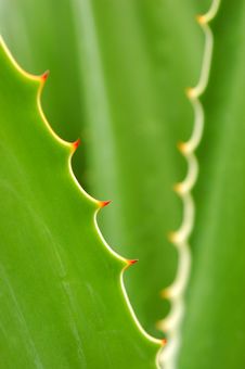Thorns! Royalty Free Stock Images Thorns! Royalty Free Stock Images