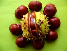 Chestnuts Stock Photography