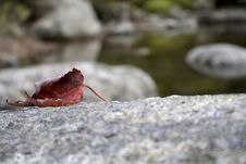 Fist Sign Of Autumn Stock Photos Fist Sign Of Autumn Stock Photos