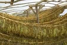 Tobacco Leafs Drying Royalty Free Stock Image