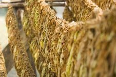 Tobacco Leafs Drying 002 Stock Photo