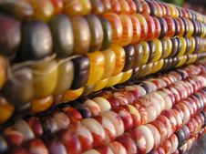Indian Corn Lines Royalty Free Stock Photos