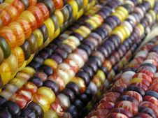Indian Corn Row Royalty Free Stock Images
