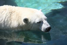 Polar Bear Royalty Free Stock Photography