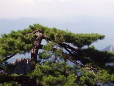 The Pine Of Huangshan In Anhui In China Royalty Free Stock Image The Pine Of Huangshan In Anhui In China Royalty Free Stock Image