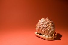 Sea Shell On Orange - Right Side Royalty Free Stock Image