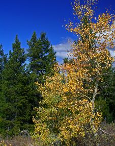 390+ Aspen tree Free Stock Photos - StockFreeImages