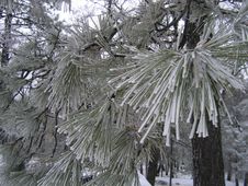 Frosty Pine Needles Stock Photo