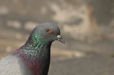 Pigeon Royalty Free Stock Image Pigeon Royalty Free Stock Image