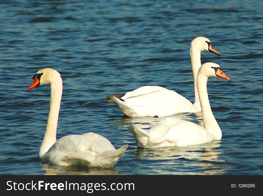 Swan water blue pure white beautiful. Swan water blue pure white beautiful