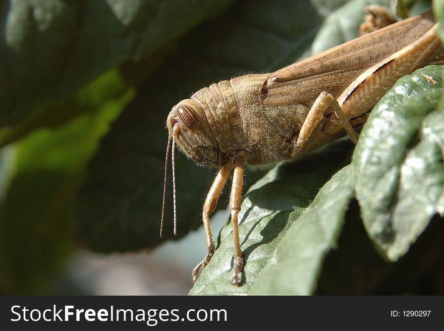 Grasshopper resting in the sun