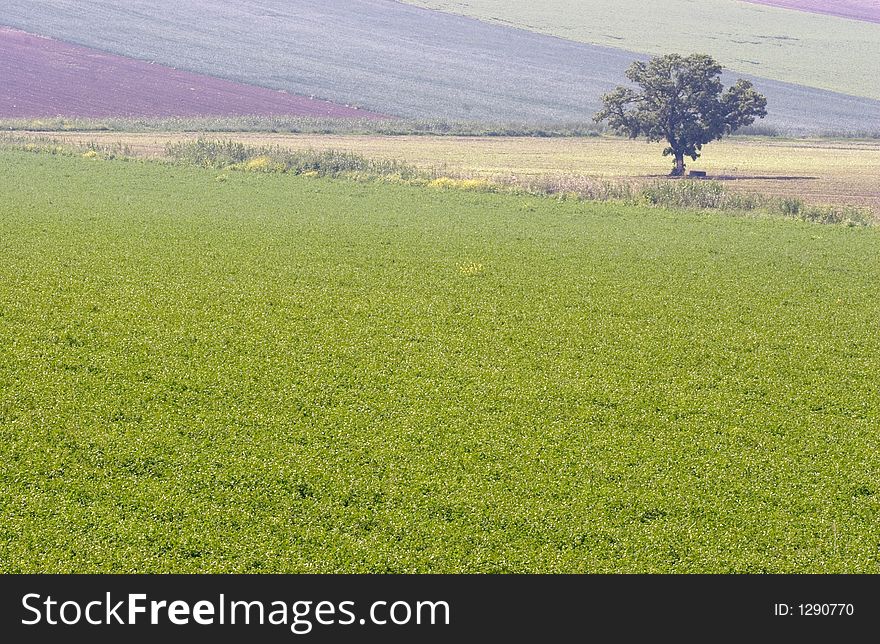 Landscape - lonely tree in green field. Landscape - lonely tree in green field