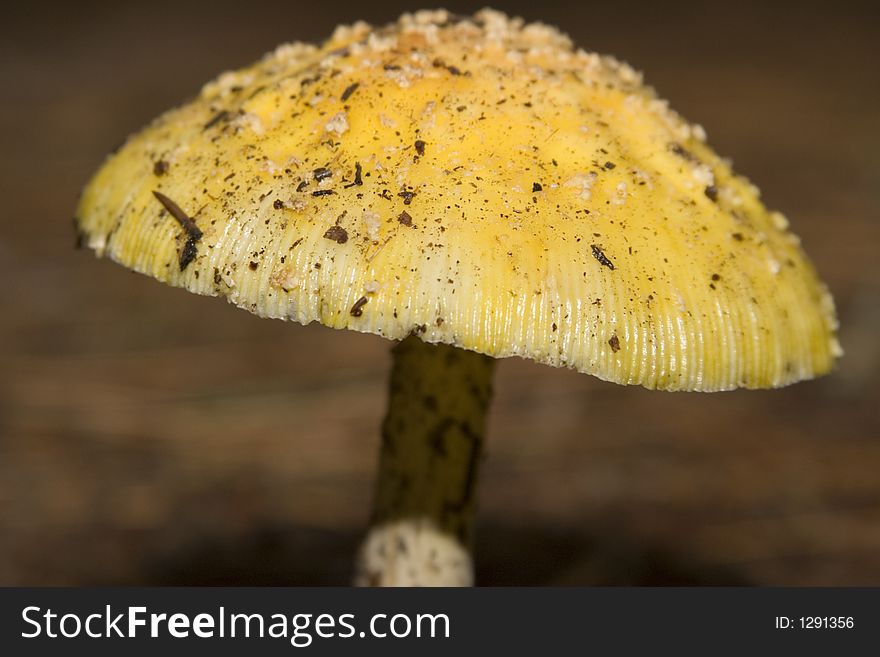Macro shot of a wild mushroom after just sprouting