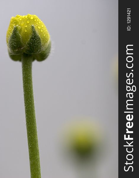 Two beautiful buttercup with water droplets on the petals