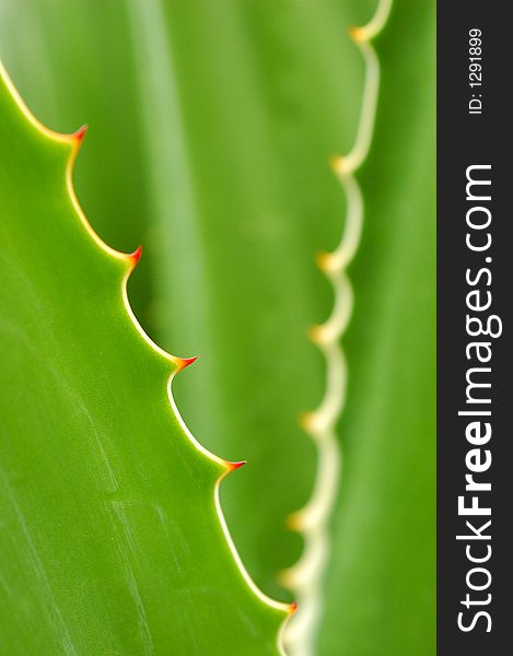 Thorns on a green plant. Thorns on a green plant.