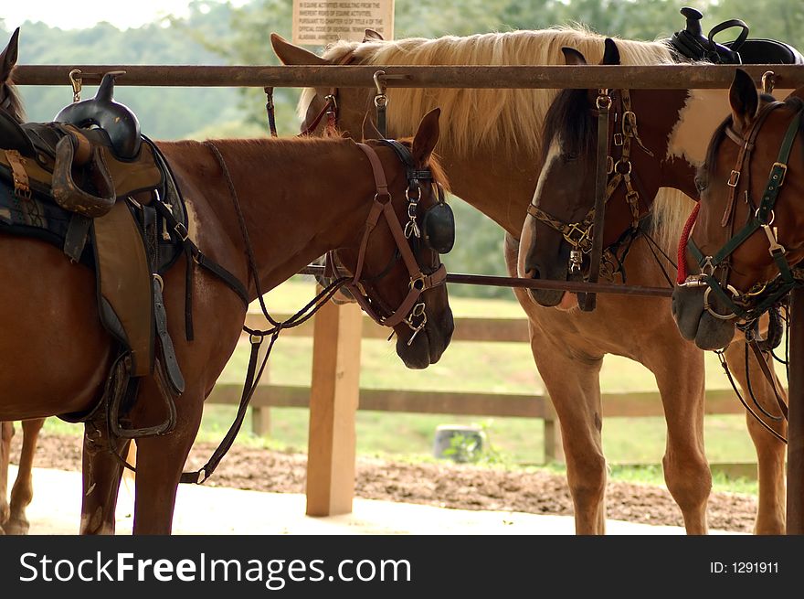 Beautiful brown horses on ranch