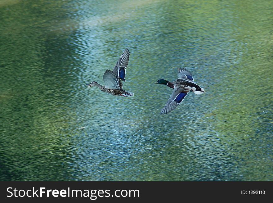 Mallards On The Wing