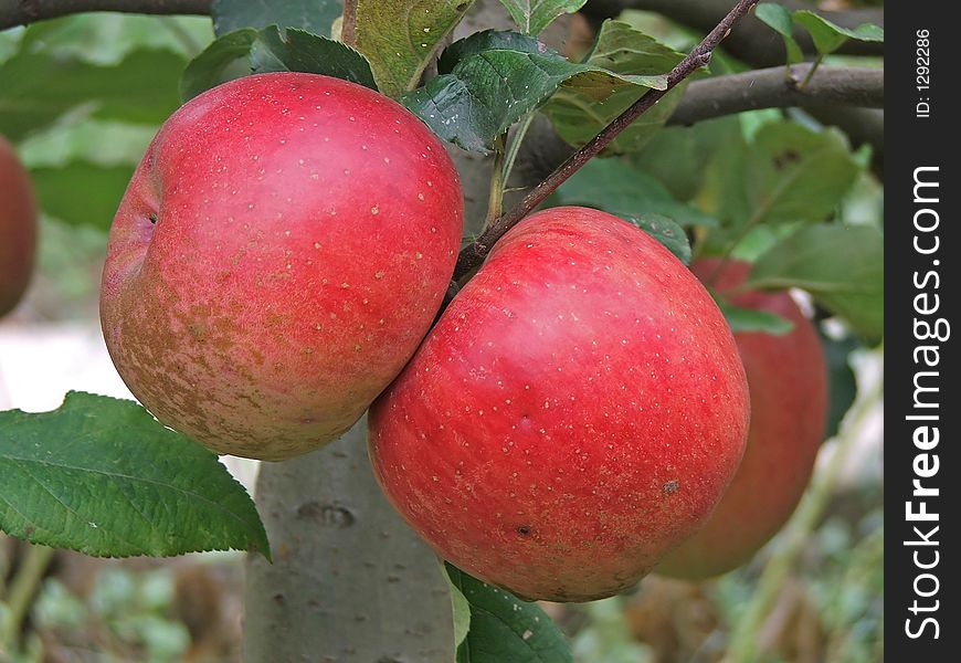 Fresh natural red apples on apple tree