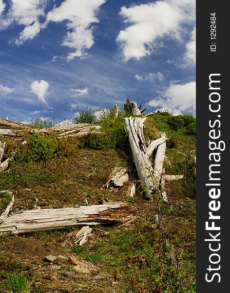 These trees have been destroyed by St'Helens Volcano. These trees have been destroyed by St'Helens Volcano