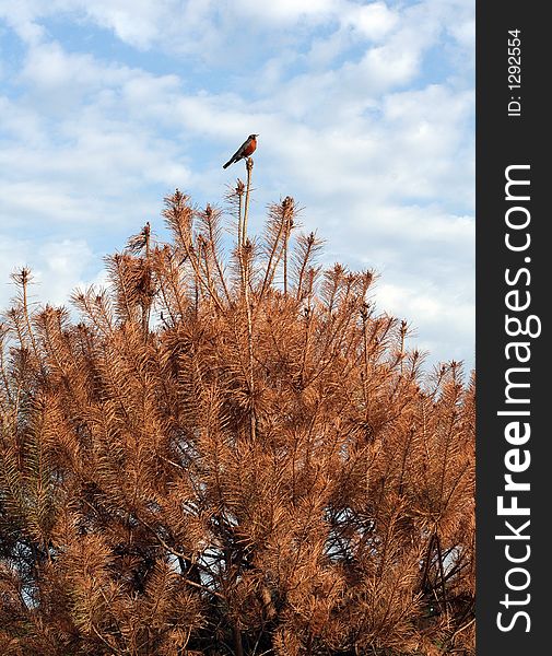 A Robin on top of a dry pine tree. A Robin on top of a dry pine tree.