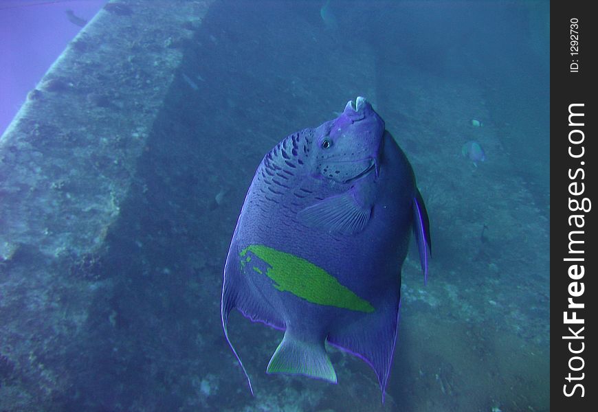 This one was pretty big - about one and a half meters long.It's a wreck on the background. This one was pretty big - about one and a half meters long.It's a wreck on the background.