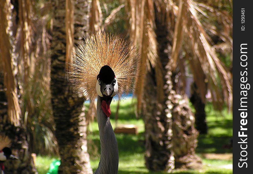 African crown crane and plenty of palms. African crown crane and plenty of palms