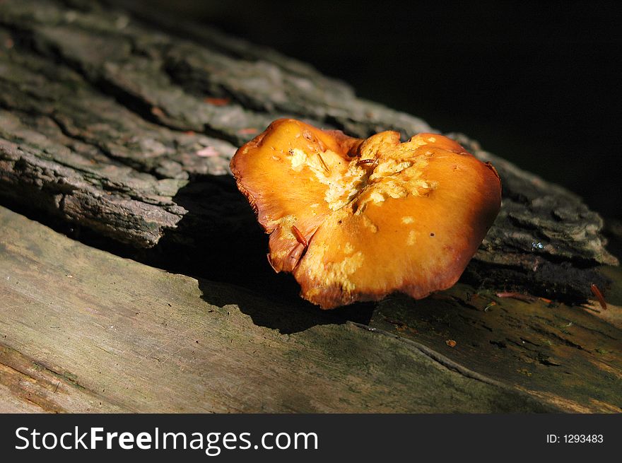 Mushroom close-up on tree trunk. Mushroom close-up on tree trunk