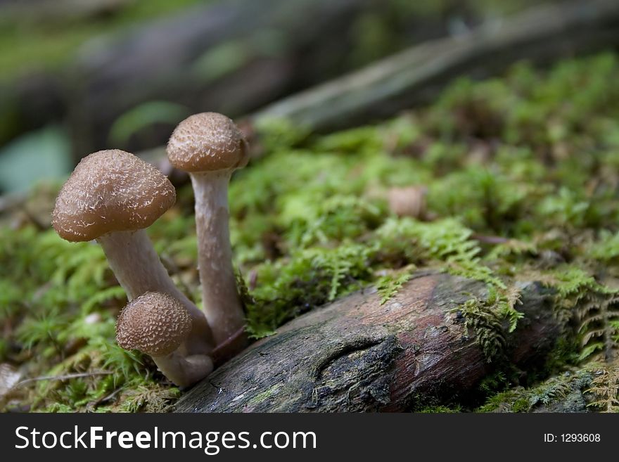 This trio of mushrooms clings to a piece of wood on the forest floor. This trio of mushrooms clings to a piece of wood on the forest floor.