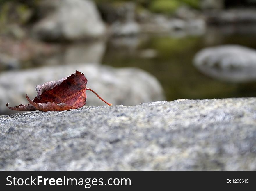 This lonely leaf on a rock in a creek gives the first sign of fall or Autumn. This lonely leaf on a rock in a creek gives the first sign of fall or Autumn.