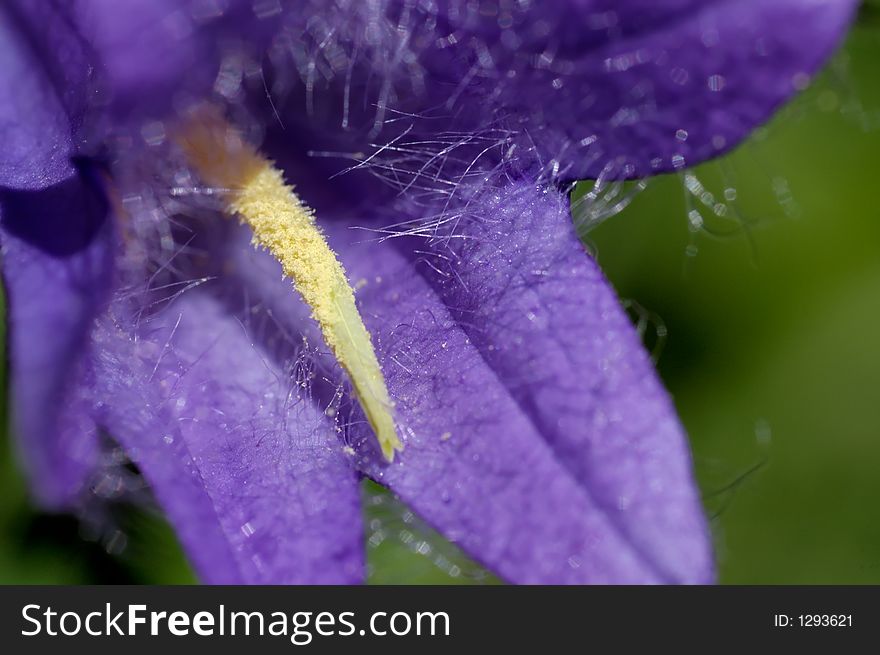 Purple and yellow hairy Close up. Purple and yellow hairy Close up