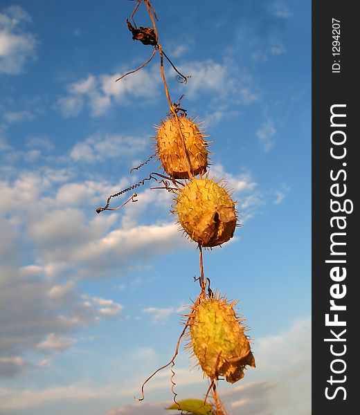 Hanging yellow seeds against the sky