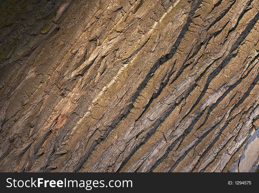 Background bark under the evening sun. diagonal