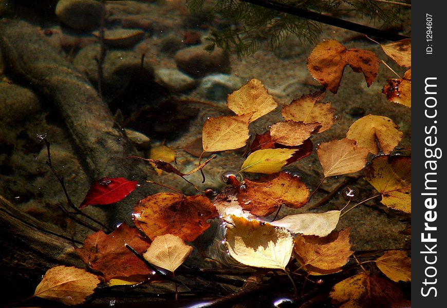 Autumn leaves in the water. Autumn leaves in the water